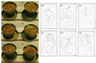 Biocontrol Rhizobacterium Pseudomonas sp. 23S Induces Systemic Resistance in Tomato (Solanum lycopersicum L.) Against Bacterial Canker Clavibacter michiganensis subsp. michiganensis